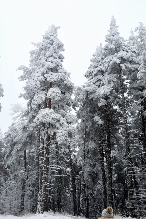 хижа Върховръх 4